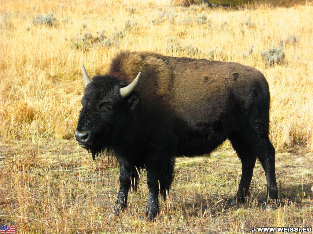Yellowstone-Nationalpark. Buffalos an der Kreuzung Fishing Bridge. - Tiere, Büffel, Fishing Bridge, Buffalos - (Lake, Yellowstone National Park, Wyoming, Vereinigte Staaten)