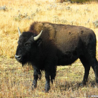 Yellowstone-Nationalpark. Buffalos an der Kreuzung Fishing Bridge. - Tiere, Büffel, Fishing Bridge, Buffalos - (Lake, Yellowstone National Park, Wyoming, Vereinigte Staaten)