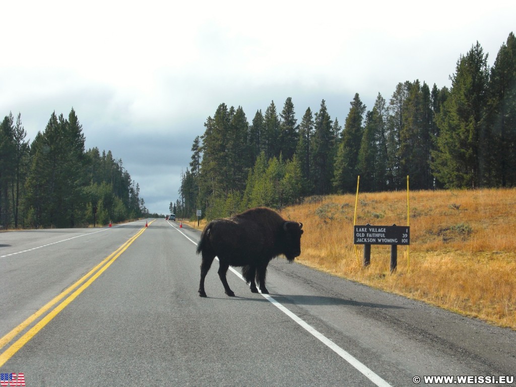 Yellowstone-Nationalpark. Buffalos an der Kreuzung Fishing Bridge. - Schild, Tafel, Ankünder, Tiere, Büffel, Fishing Bridge, Buffalos - (Lake, Yellowstone National Park, Wyoming, Vereinigte Staaten)