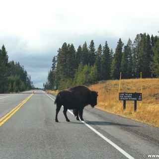 Yellowstone-Nationalpark. Buffalos an der Kreuzung Fishing Bridge. - Schild, Tafel, Ankünder, Tiere, Büffel, Fishing Bridge, Buffalos - (Lake, Yellowstone National Park, Wyoming, Vereinigte Staaten)