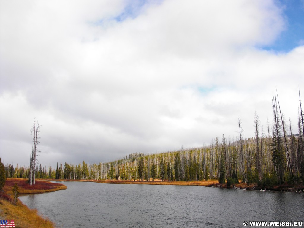 Yellowstone-Nationalpark. On the Road - Südausgang Yellowstone. - Strasse, Bäume, Fluss, Wasser, Luis River - (West Thumb, Moran, Wyoming, Vereinigte Staaten)