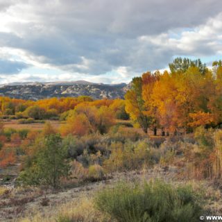 Steinaker State Park. Steinaker State Park im Herbst. - Bäume, State Park, Steinaker State Park, Blattverfärbung, Farben, Indian Summer, Naturschauspiel, Naturspektakel, Wälder - (Maeser, Vernal, Utah, Vereinigte Staaten)
