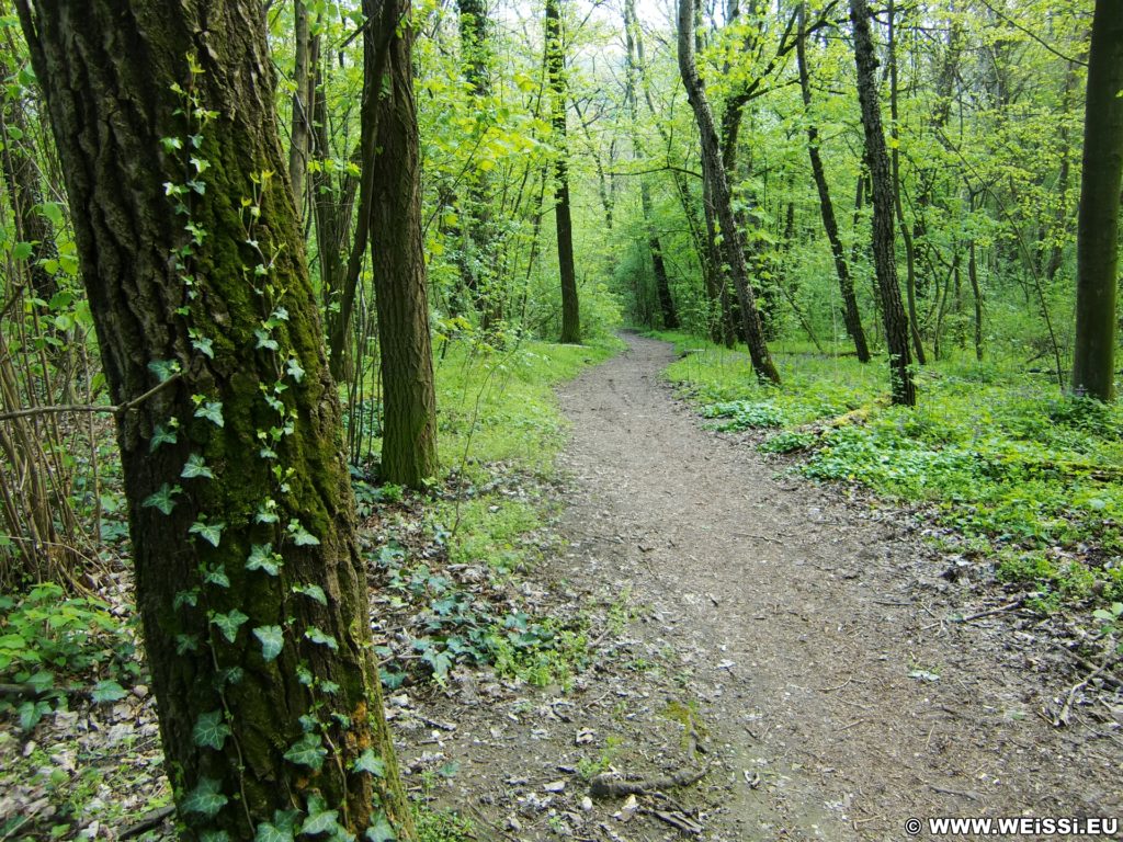 Frühling. ... die Zeit, in der die Natur erwacht!. - Weg, Pfad, Wald, Wanderung Tempelbergwarte Burg Greifenstein, Waldweg, Frühling - (Greifenstein, Niederösterreich, Österreich)