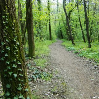 Frühling. ... die Zeit, in der die Natur erwacht!. - Weg, Pfad, Wald, Wanderung Tempelbergwarte Burg Greifenstein, Waldweg, Frühling - (Greifenstein, Niederösterreich, Österreich)