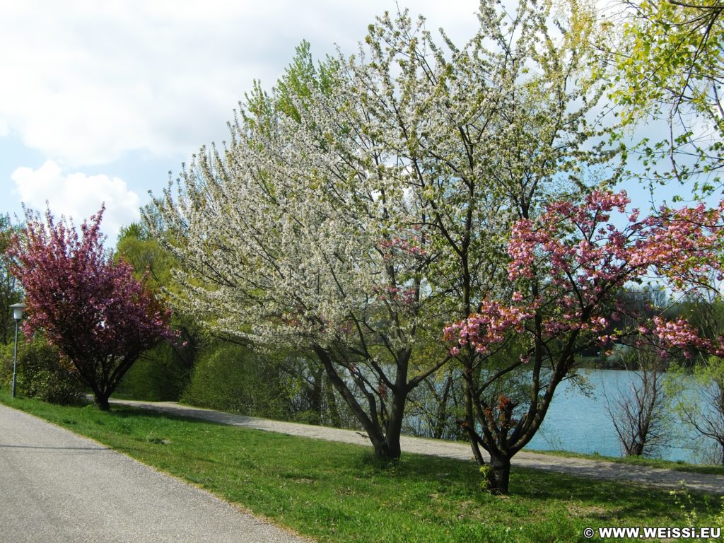 Frühling. ... die Zeit, in der die Natur erwacht!. - Wanderung Tempelbergwarte Burg Greifenstein, Frühling - (Greifenstein, Niederösterreich, Österreich)