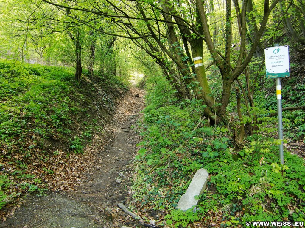 Aufstieg zur Tempelbergwarte. Am Ende der Adolf Lorenz Gasse beginnt der Anstieg auf den Tempelberg. Auf Serpentinen geht es hoch bis zum Aussichtsturm.. - Weg, Pfad, Wald, Wanderung Tempelbergwarte Burg Greifenstein, Waldweg - (Altenberg, Greifenstein, Niederösterreich, Österreich)