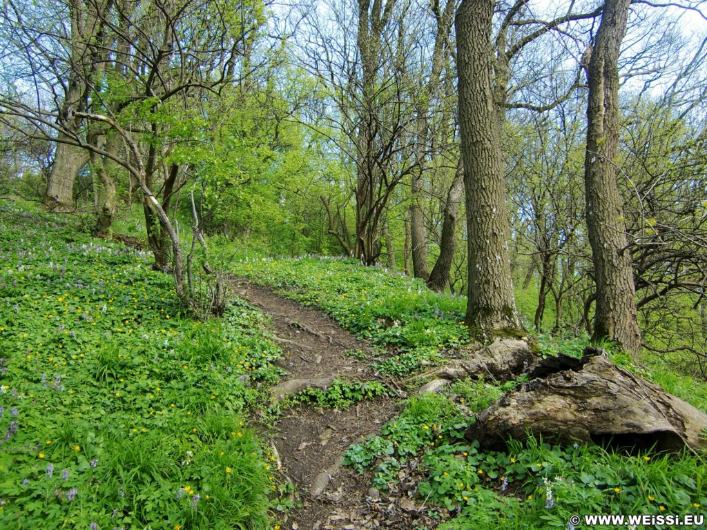 Aufstieg zur Tempelbergwarte. Am Ende der Adolf Lorenz Gasse beginnt der Anstieg auf den Tempelberg. Auf Serpentinen geht es hoch bis zum Aussichtsturm.. - Weg, Pfad, Wald, Wanderung Tempelbergwarte Burg Greifenstein, Waldweg - (Altenberg, Greifenstein, Niederösterreich, Österreich)