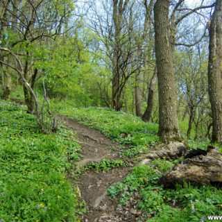 Aufstieg zur Tempelbergwarte. Am Ende der Adolf Lorenz Gasse beginnt der Anstieg auf den Tempelberg. Auf Serpentinen geht es hoch bis zum Aussichtsturm.. - Weg, Pfad, Wald, Wanderung Tempelbergwarte Burg Greifenstein, Waldweg - (Altenberg, Greifenstein, Niederösterreich, Österreich)