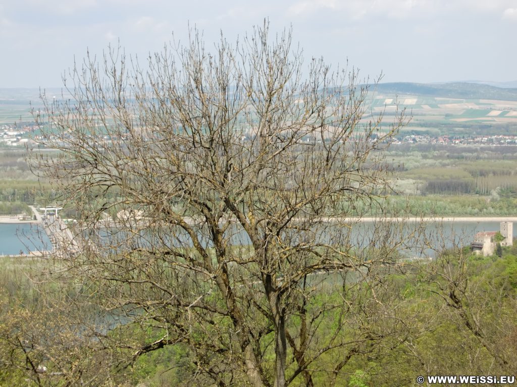 Ausblick von der Tempelbergwarte. Vom Aussichtsturm am Tempelberg bietet sich ein spektakulärer Ausblick auf das Tullnerfeld (Tullner Becken), die Burg Greifenstein, die Donau und das Kraftwerk Greifensten.. - Fluss, Wasser, Wasserkraftwerk, Wanderung Tempelbergwarte Burg Greifenstein, Donau, Donaukraftwerk, Kraftwerk Greifenstein - (Altenberg, Greifenstein, Niederösterreich, Österreich)