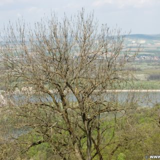 Ausblick von der Tempelbergwarte. Vom Aussichtsturm am Tempelberg bietet sich ein spektakulärer Ausblick auf das Tullnerfeld (Tullner Becken), die Burg Greifenstein, die Donau und das Kraftwerk Greifensten.. - Fluss, Wasser, Wasserkraftwerk, Wanderung Tempelbergwarte Burg Greifenstein, Donau, Donaukraftwerk, Kraftwerk Greifenstein - (Altenberg, Greifenstein, Niederösterreich, Österreich)