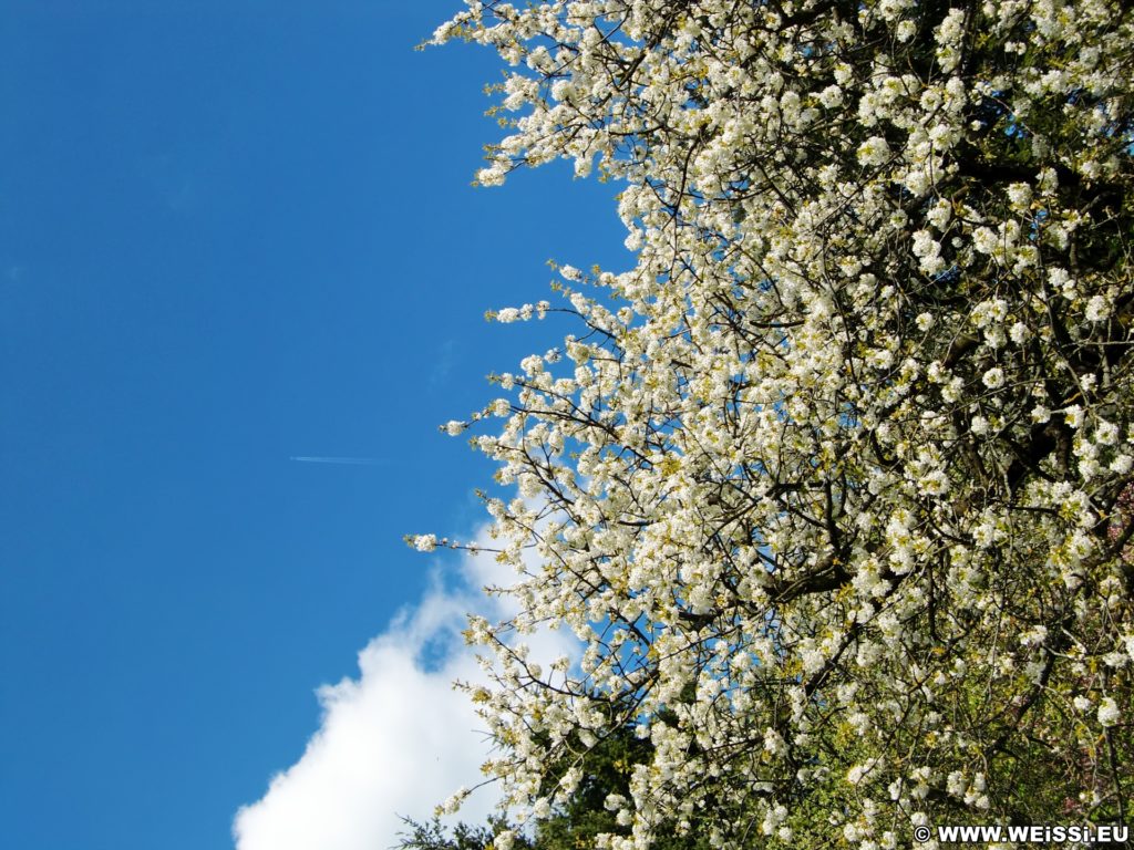 Frühling. ... die Zeit, in der die Natur erwacht!. - Wanderung Tempelbergwarte Burg Greifenstein, Frühling - (Hadersfeld, Niederösterreich, Österreich)