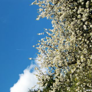 Frühling. ... die Zeit, in der die Natur erwacht!. - Wanderung Tempelbergwarte Burg Greifenstein, Frühling - (Hadersfeld, Niederösterreich, Österreich)
