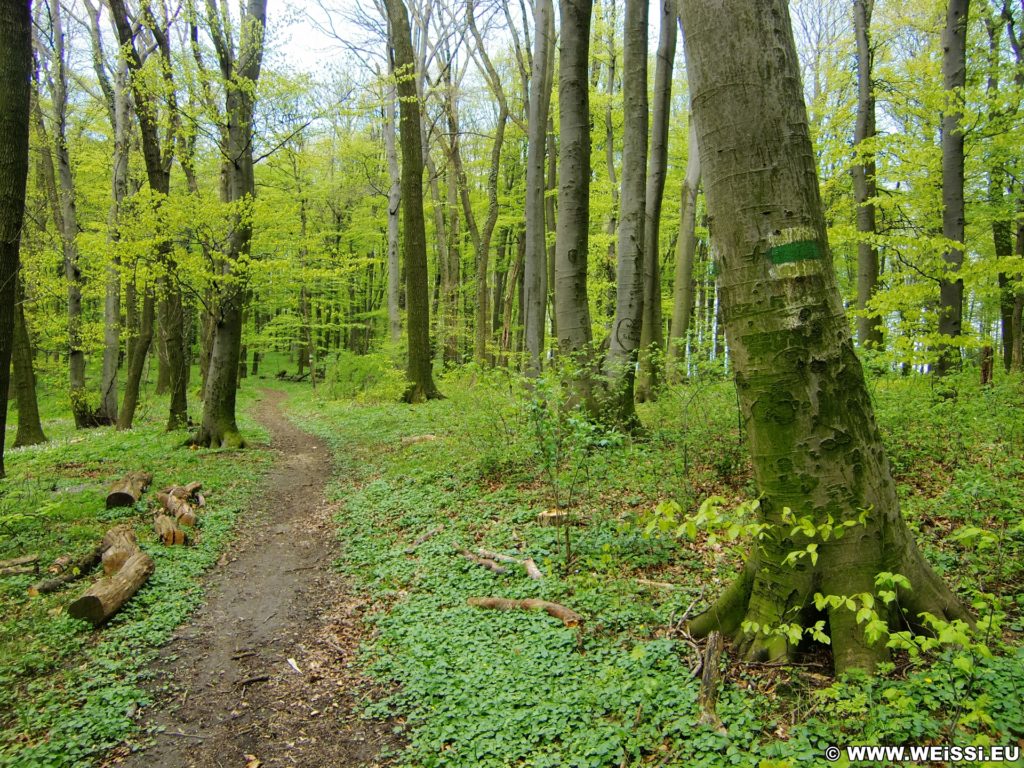 Frühling. ... die Zeit, in der die Natur erwacht!. - Wanderung Tempelbergwarte Burg Greifenstein, Frühling - (Hadersfeld, Niederösterreich, Österreich)