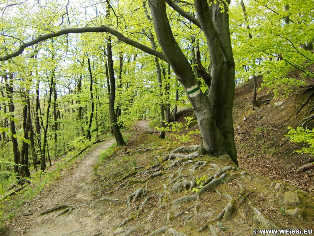 Frühling. ... die Zeit, in der die Natur erwacht!. - Wanderung Tempelbergwarte Burg Greifenstein, Frühling - (Hadersfeld, Niederösterreich, Österreich)