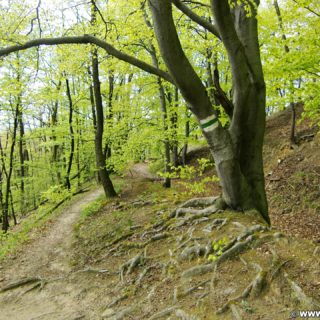 Frühling. ... die Zeit, in der die Natur erwacht!. - Wanderung Tempelbergwarte Burg Greifenstein, Frühling - (Hadersfeld, Niederösterreich, Österreich)