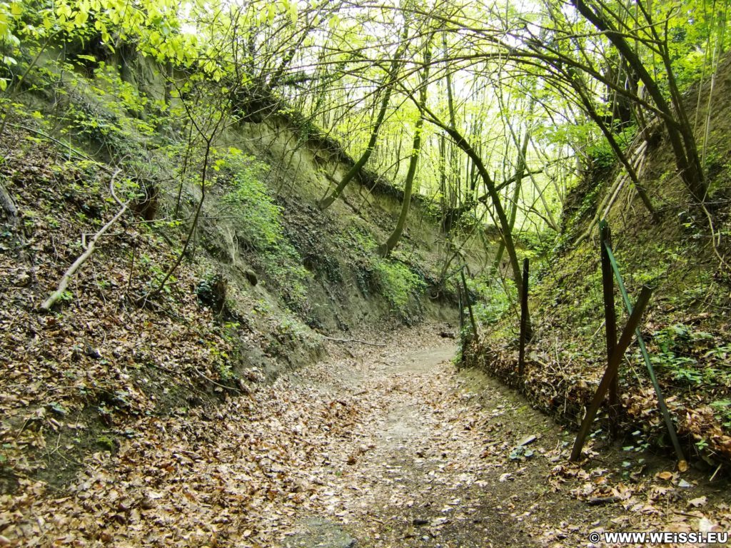 Weg zur Burg Greifenstein. - Weg, Wanderung Tempelbergwarte Burg Greifenstein - (Greifenstein, Niederösterreich, Österreich)