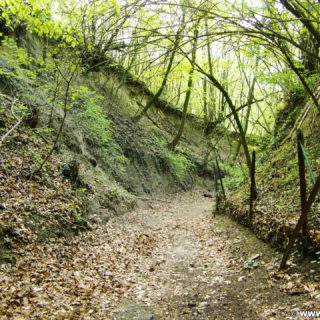 Weg zur Burg Greifenstein. - Weg, Wanderung Tempelbergwarte Burg Greifenstein - (Greifenstein, Niederösterreich, Österreich)